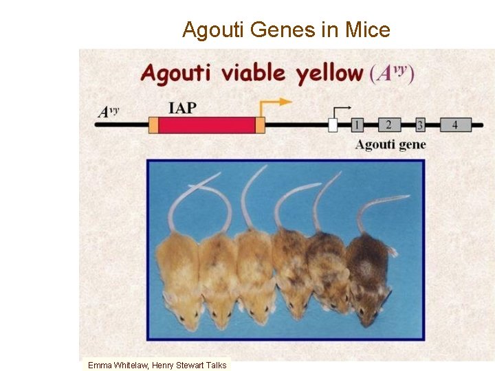 Agouti Genes in Mice Emma Whitelaw, Henry Stewart Talks 