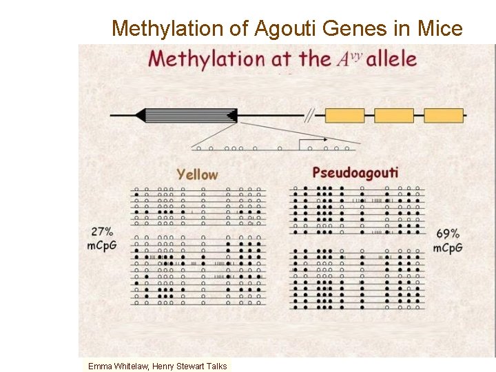 Methylation of Agouti Genes in Mice Emma Whitelaw, Henry Stewart Talks 