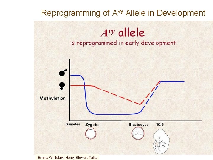 Reprogramming of Avy Allele in Development Emma Whitelaw, Henry Stewart Talks 