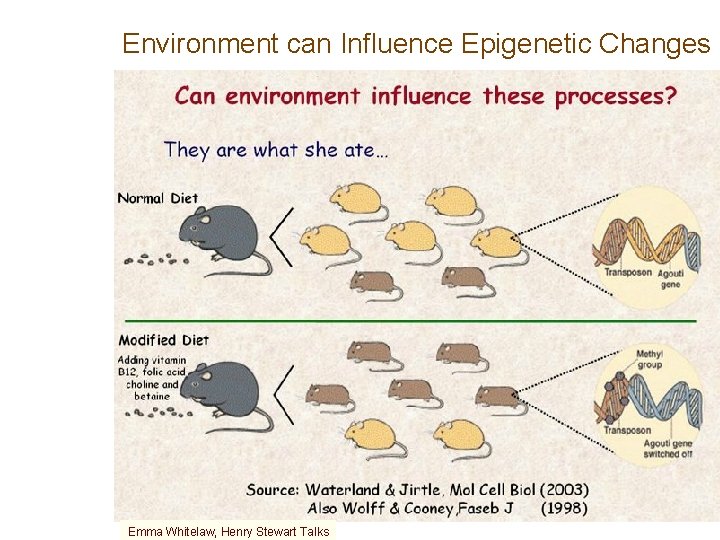 Environment can Influence Epigenetic Changes Emma Whitelaw, Henry Stewart Talks 