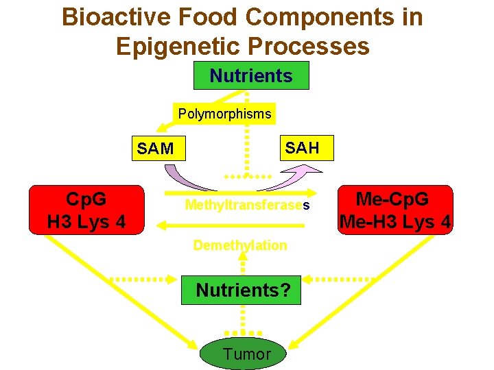 Bioactive Food Components in Epigenetic Processes Nutrients Polymorphisms SAH SAM Cp. G H 3