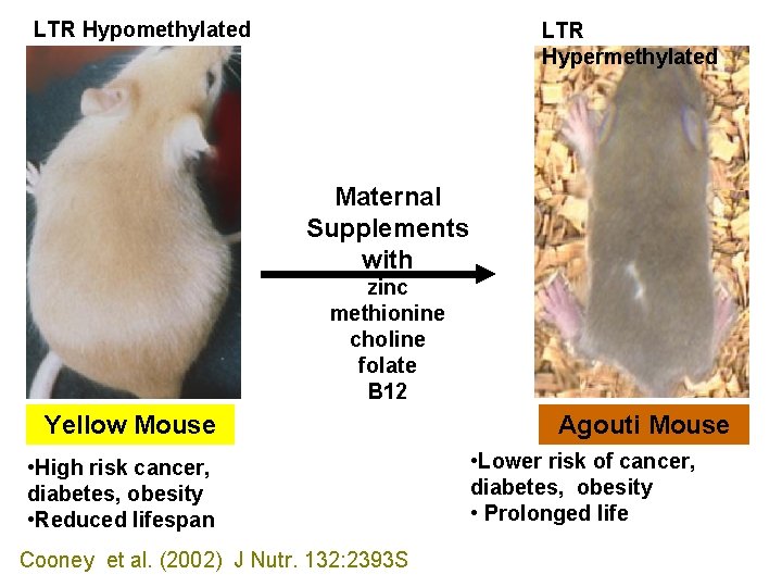 LTR Hypomethylated LTR Hypermethylated Maternal Supplements with zinc methionine choline folate B 12 Yellow