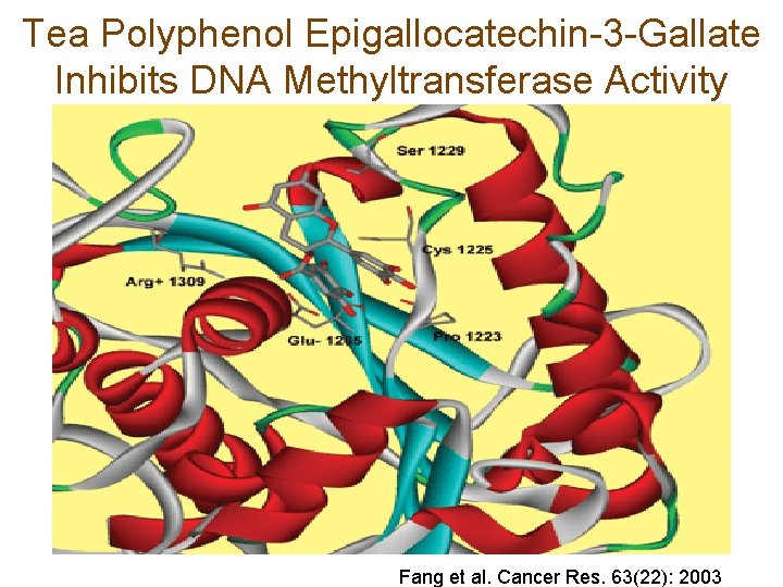 Tea Polyphenol Epigallocatechin-3 -Gallate Inhibits DNA Methyltransferase Activity Fang et al. Cancer Res. 63(22):