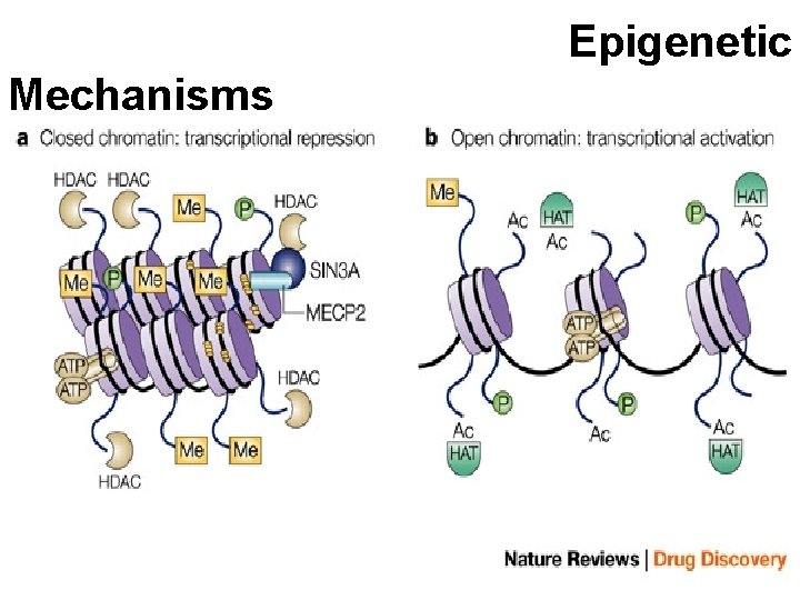 Epigenetic Mechanisms 