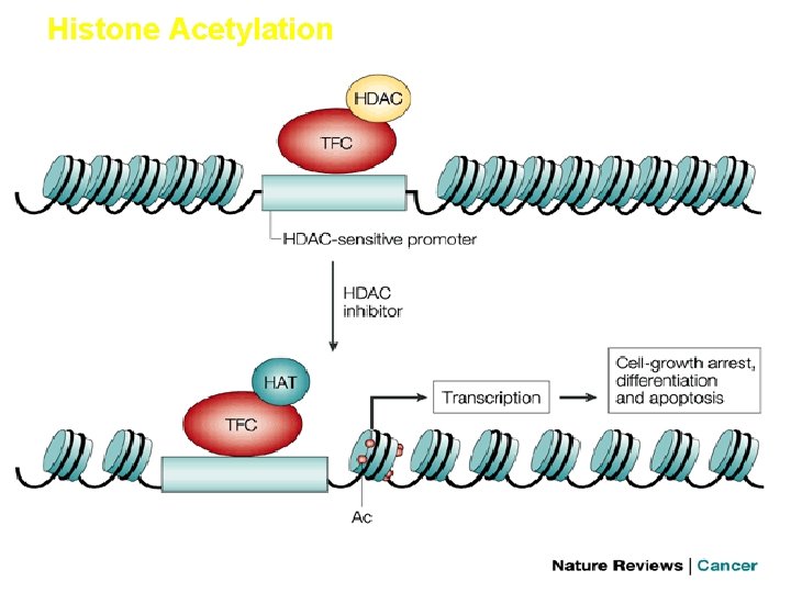 Histone Acetylation 