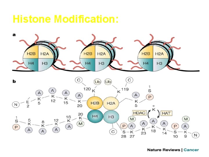 Histone Modification: 