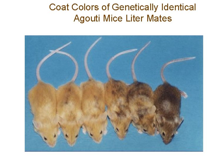 Coat Colors of Genetically Identical Agouti Mice Liter Mates 