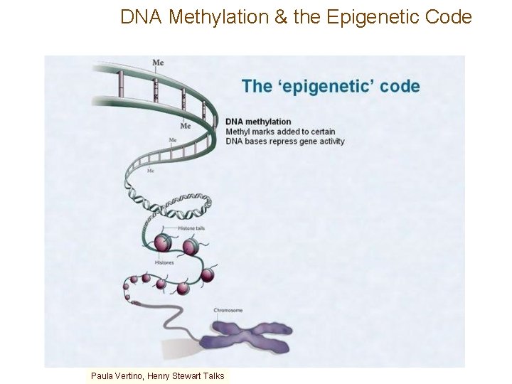DNA Methylation & the Epigenetic Code Paula Vertino, Henry Stewart Talks 