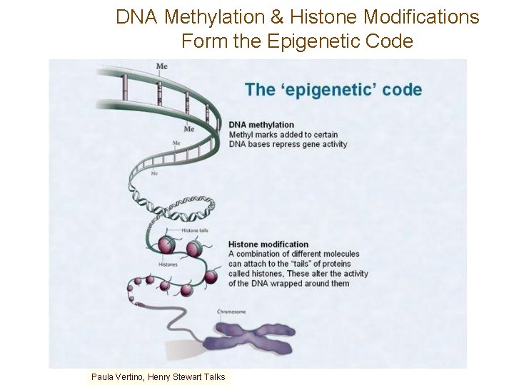 DNA Methylation & Histone Modifications Form the Epigenetic Code Paula Vertino, Henry Stewart Talks