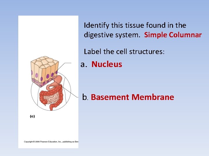 Identify this tissue found in the digestive system. Simple Columnar Label the cell structures: