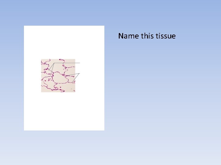 Name this tissue 