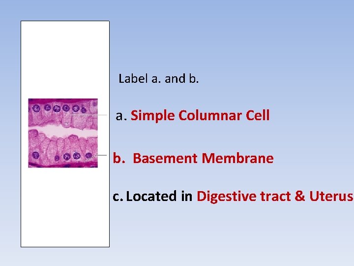 Label a. and b. a. Simple Columnar Cell b. Basement Membrane c. Located in