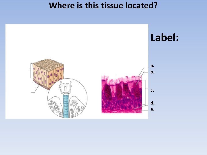Where is this tissue located? Label: a. b. c. d. e. 