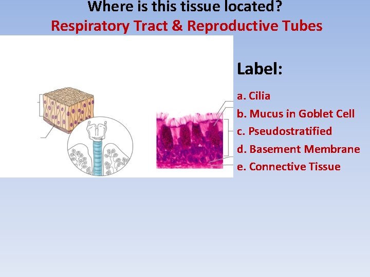 Where is this tissue located? Respiratory Tract & Reproductive Tubes Label: a. Cilia b.