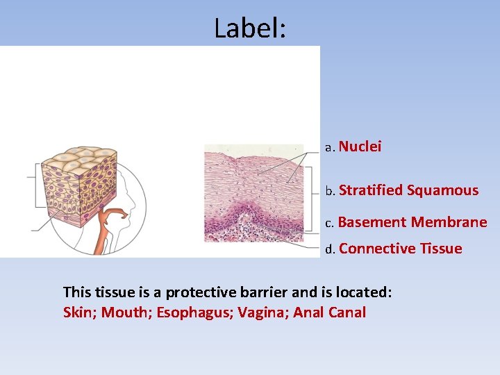 Label: a. Nuclei b. Stratified Squamous c. Basement Membrane d. Connective Tissue This tissue