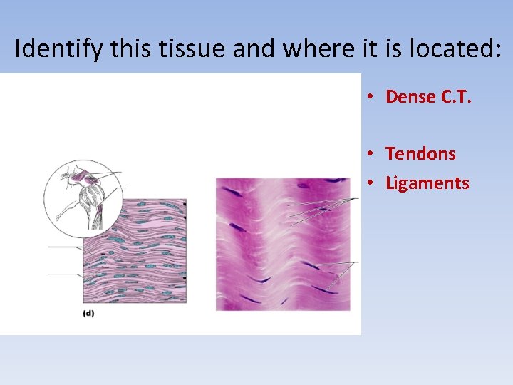 Identify this tissue and where it is located: • Dense C. T. • Tendons
