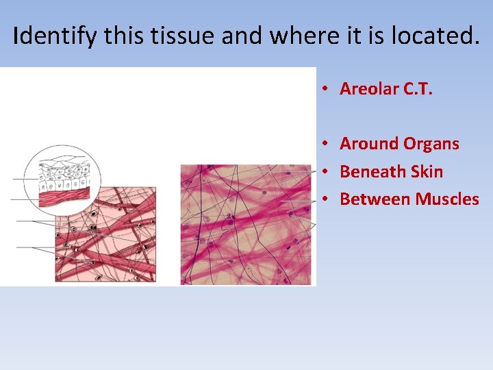 Identify this tissue and where it is located. • Areolar C. T. • Around