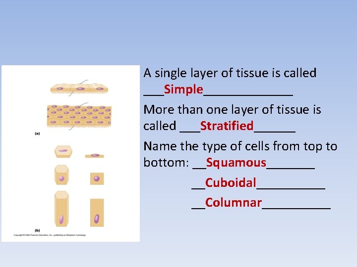 A single layer of tissue is called ___Simple_______ More than one layer of tissue