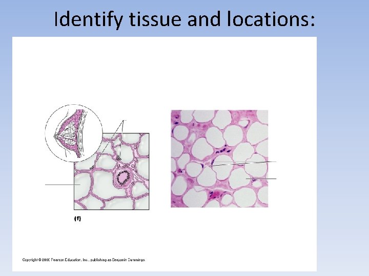 Identify tissue and locations: 