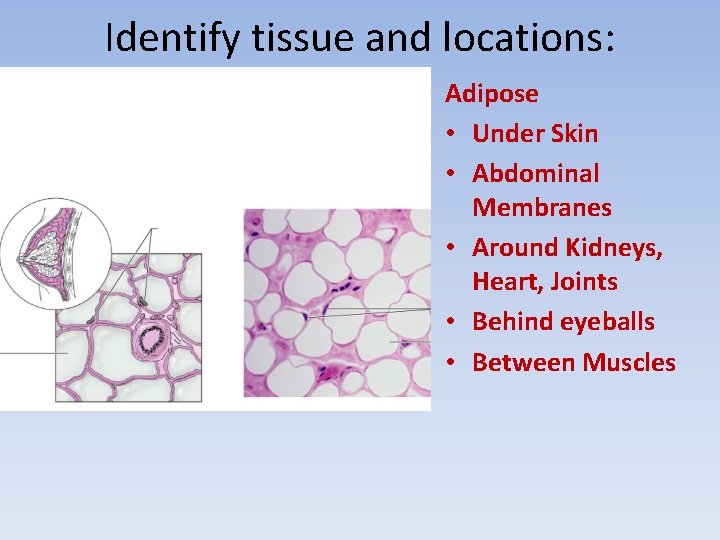 Identify tissue and locations: Adipose • Under Skin • Abdominal Membranes • Around Kidneys,