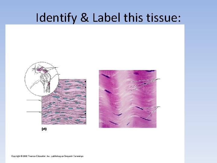 Identify & Label this tissue: 