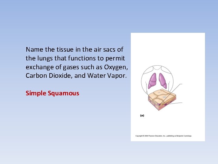 Name the tissue in the air sacs of the lungs that functions to permit