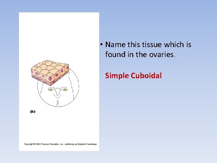  • Name this tissue which is found in the ovaries. Simple Cuboidal 