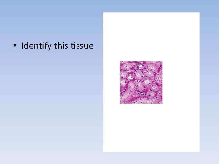  • Identify this tissue 