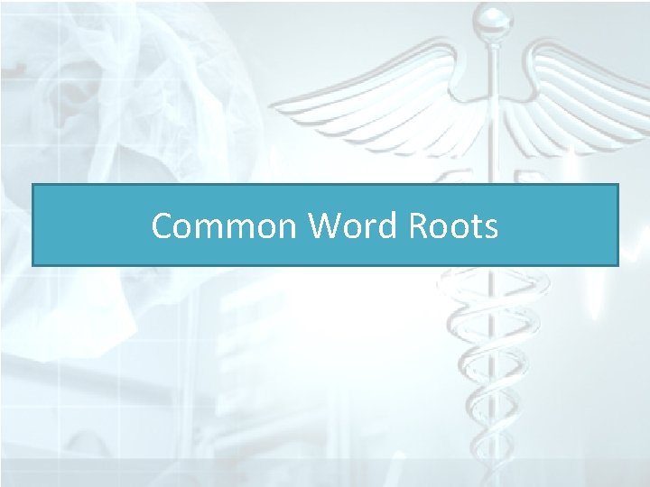 Common Word Roots 