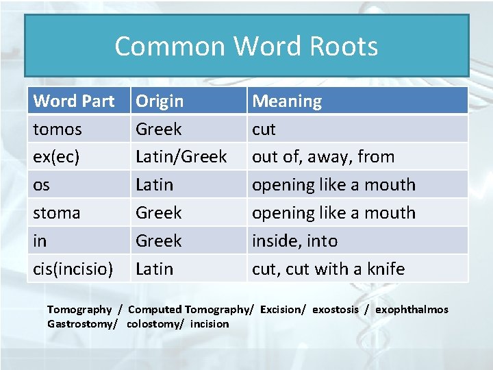 Common Word Roots Word Part tomos ex(ec) os stoma in cis(incisio) Origin Greek Latin/Greek
