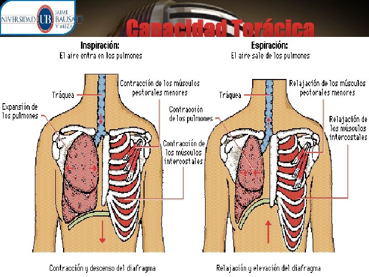 Capacidad Torácica 