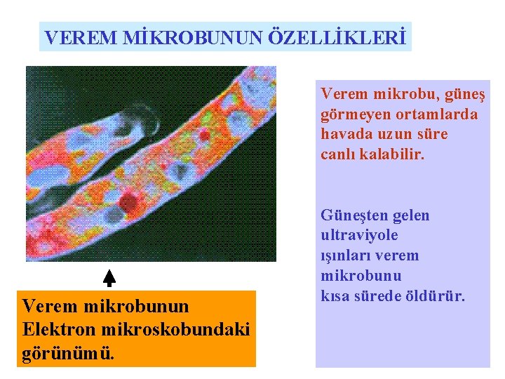 VEREM MİKROBUNUN ÖZELLİKLERİ Verem mikrobu, güneş görmeyen ortamlarda havada uzun süre canlı kalabilir. Verem