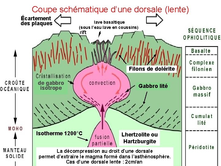 Coupe schématique d’une dorsale (lente) Écartement des plaques lave basaltique (sous l’eau lave en Coupe schématique d’une dorsale (lente) Écartement des plaques lave basaltique (sous l’eau lave en
