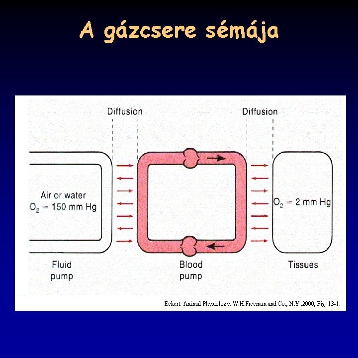 A gázcsere sémája Eckert: Animal Physiology, W. H. Freeman and Co. , N. Y.