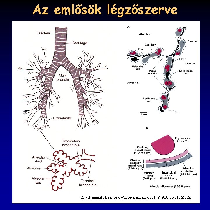 Az emlősök légzőszerve Eckert: Animal Physiology, W. H. Freeman and Co. , N. Y.