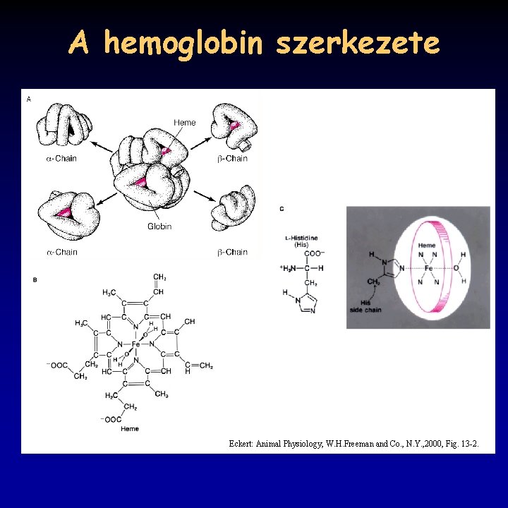 A hemoglobin szerkezete Eckert: Animal Physiology, W. H. Freeman and Co. , N. Y.