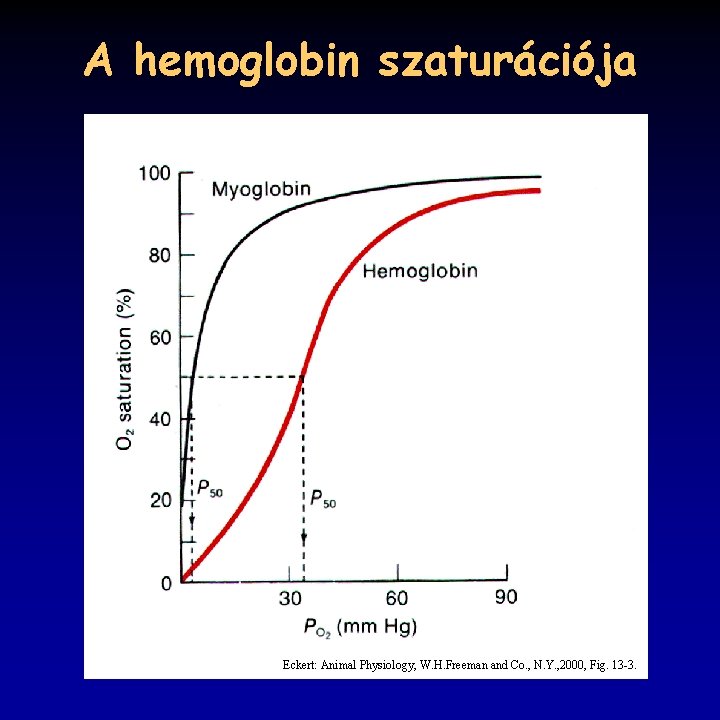 A hemoglobin szaturációja Eckert: Animal Physiology, W. H. Freeman and Co. , N. Y.