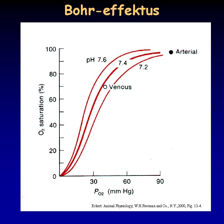 Bohr-effektus Eckert: Animal Physiology, W. H. Freeman and Co. , N. Y. , 2000,