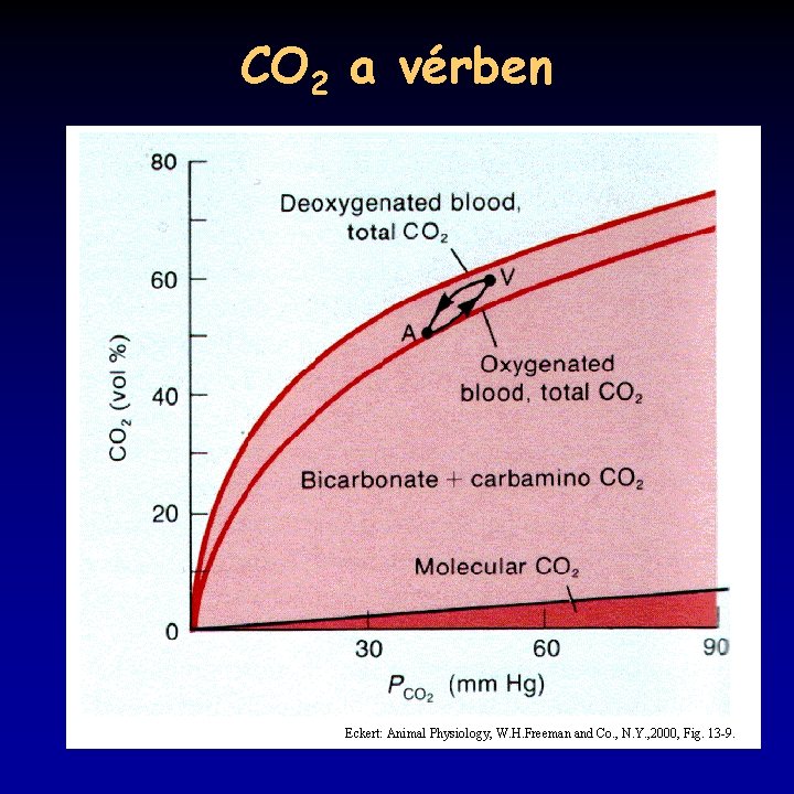 CO 2 a vérben Eckert: Animal Physiology, W. H. Freeman and Co. , N.