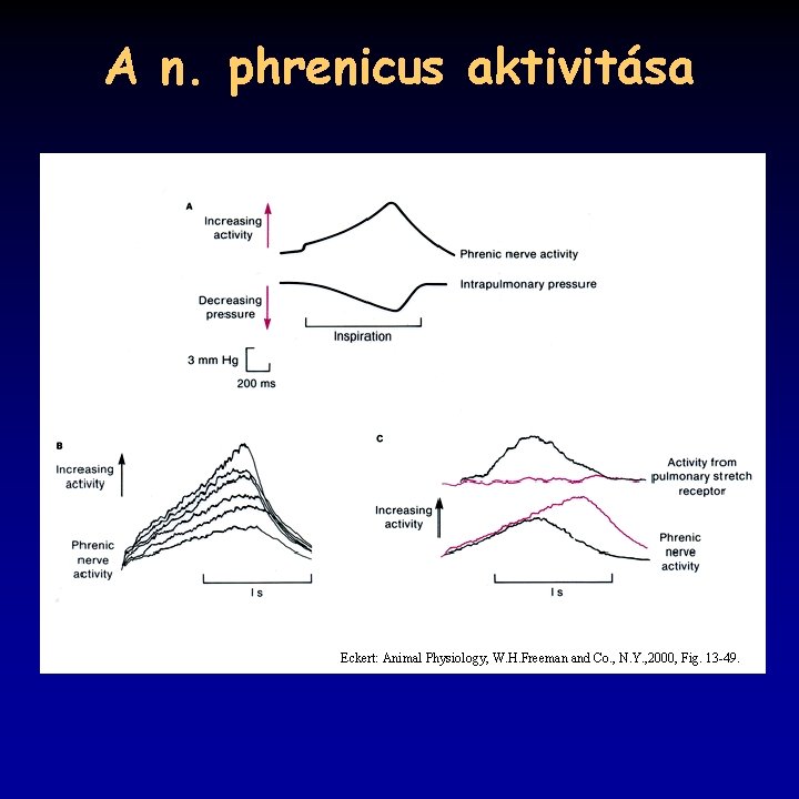 A n. phrenicus aktivitása Eckert: Animal Physiology, W. H. Freeman and Co. , N.