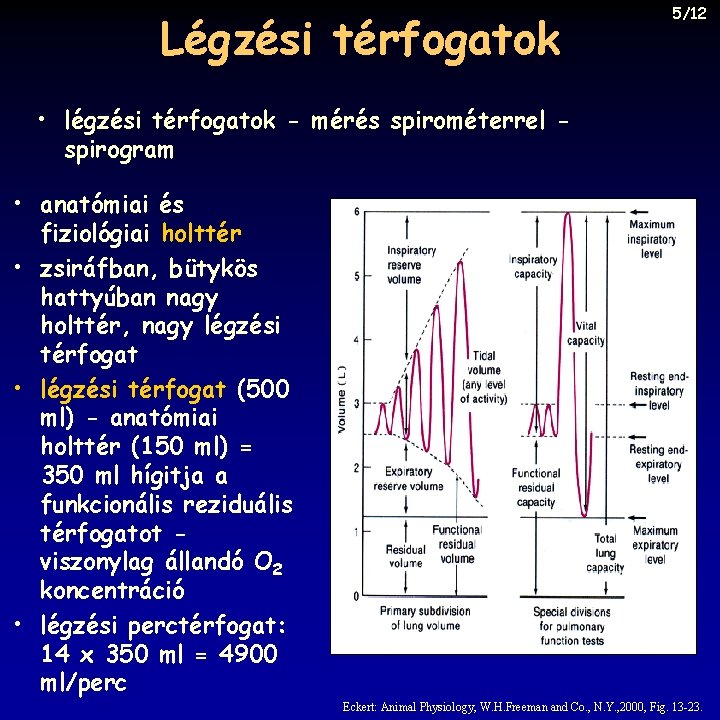 Légzési térfogatok 5/12 • légzési térfogatok - mérés spirométerrel spirogram • anatómiai és fiziológiai