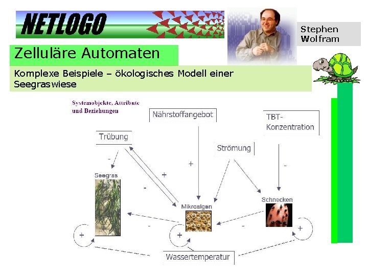 Stephen Wolfram Zelluläre Automaten Komplexe Beispiele – ökologisches Modell einer Seegraswiese 