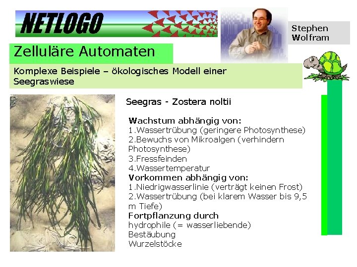 Stephen Wolfram Zelluläre Automaten Komplexe Beispiele – ökologisches Modell einer Seegraswiese Seegras - Zostera