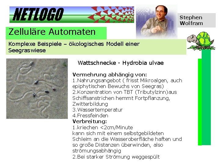 Stephen Wolfram Zelluläre Automaten Komplexe Beispiele – ökologisches Modell einer Seegraswiese Wattschnecke - Hydrobia