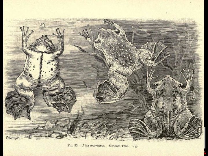 Hanover Square nell’ 800 Michela Zucca Servizi Culturali 