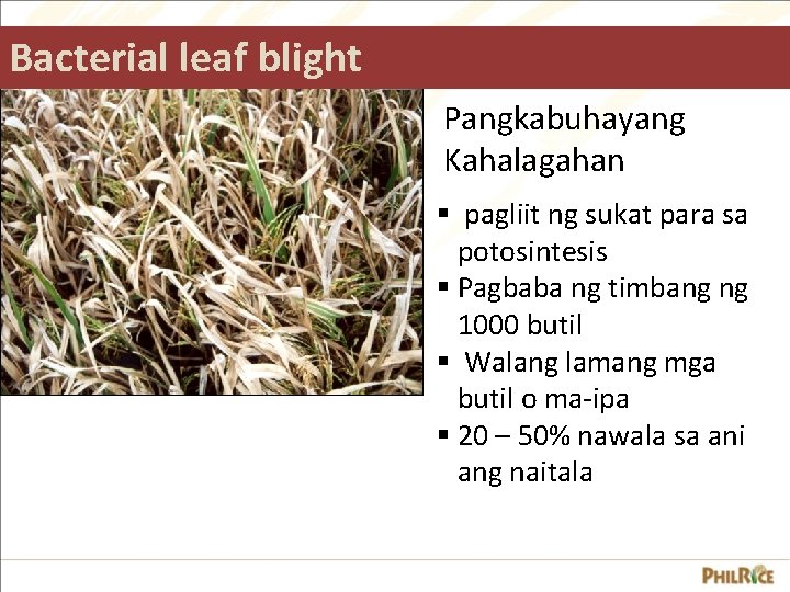 Bacterial leaf blight Pangkabuhayang Kahalagahan § pagliit ng sukat para sa potosintesis § Pagbaba