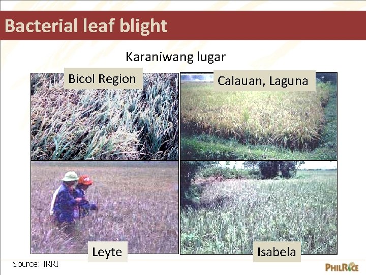 Bacterial leaf blight Karaniwang lugar Bicol Region Source: IRRI Leyte Calauan, Laguna Isabela 