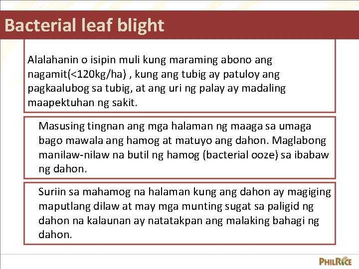 Bacterial leaf blight Alalahanin o isipin muli kung maraming abono ang nagamit(<120 kg/ha) ,