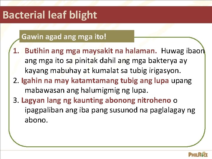 Bacterial leaf blight Gawin agad ang mga ito! 1. Butihin ang mga maysakit na