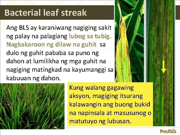 Bacterial leaf streak Ang BLS ay karaniwang nagiging sakit ng palay na palagiang lubog